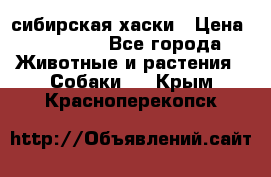 l: сибирская хаски › Цена ­ 10 000 - Все города Животные и растения » Собаки   . Крым,Красноперекопск